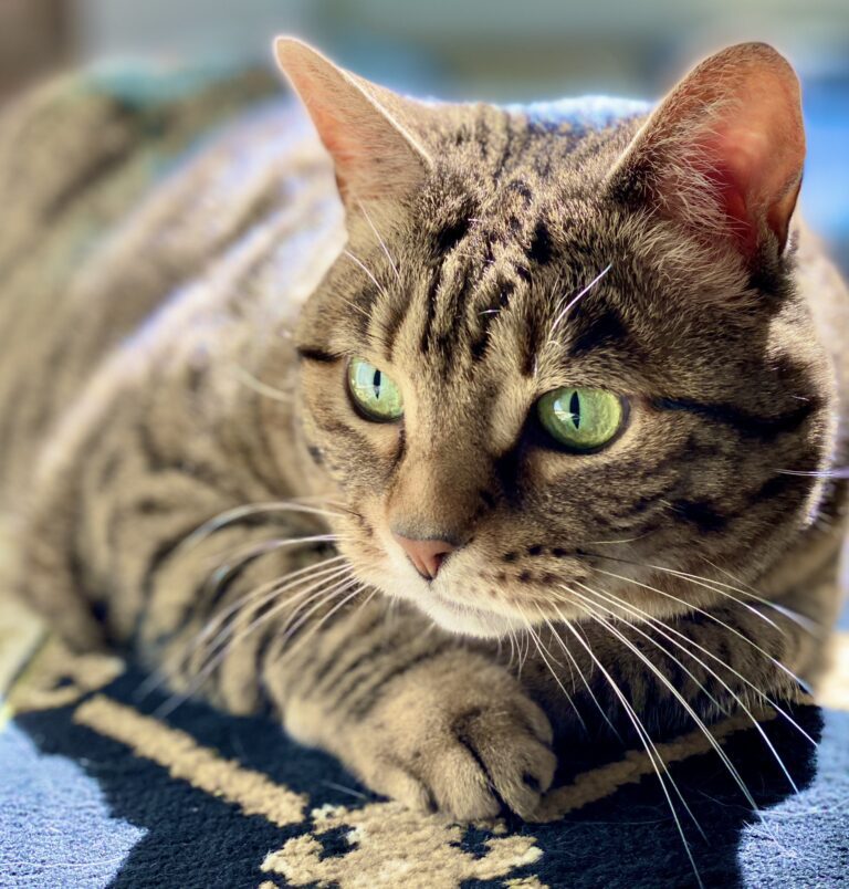 #Caturday Trending On Twitter