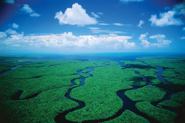 Everglades National Park Top 11 Must-Visit Places in Miami for Your Itinerary