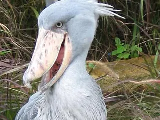The Unique and Endangered Shoebill: A Fascinating Bird of East Africa's Wetlands