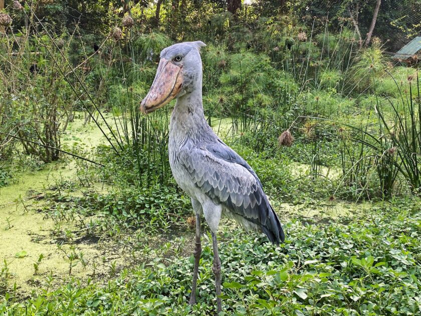 The Unique and Endangered Shoebill: A Fascinating Bird of East Africa's Wetlands