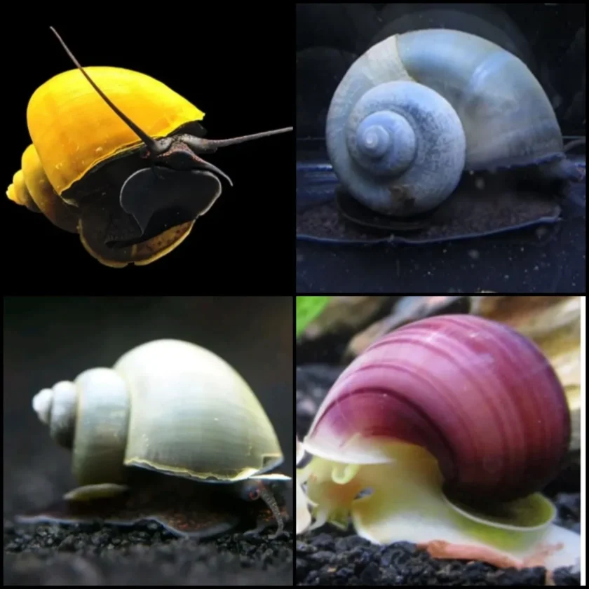 Unraveling the Enigmatic Allure of Mystery Snails