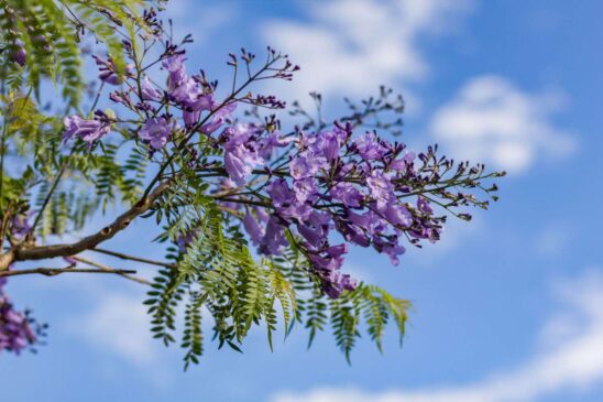 Read more about the article Debate on Climate Change in Mexico Ignited by Early Jacaranda Bloom