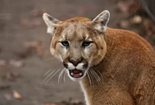 Man Fatally Attacked by Mountain Lion in California, Brother Injured in Uncommon Incident