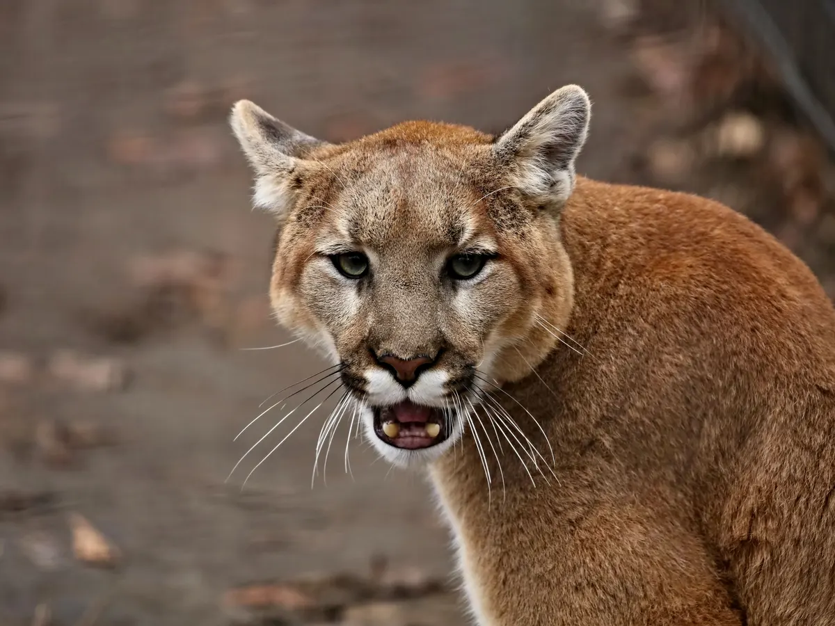 Man Fatally Attacked by Mountain Lion in California, Brother Injured in Uncommon Incident