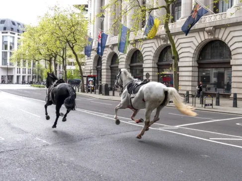 Read more about the article Escaped Military Horses Cause Chaos and Injuries in London During Rush Hour