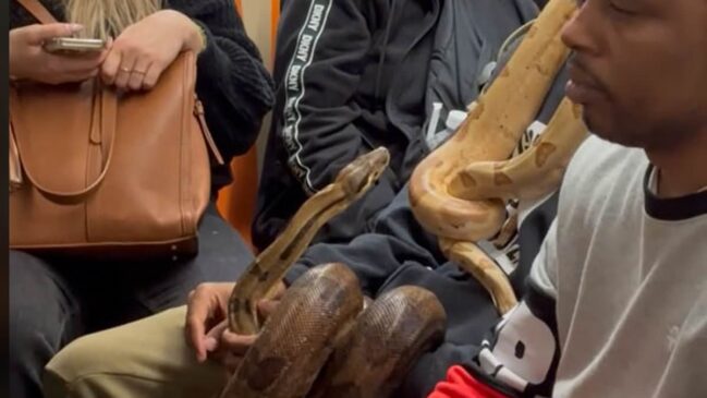 Read more about the article NYC Commuters Stunned as Man Brings Massive Snakes onto Crowded Train