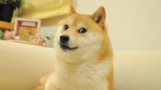Read more about the article Farewell to Kabosu, the Iconic ‘Doge’ Meme Dog and Face of Dogecoin
