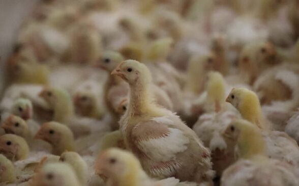 Read more about the article South Africa Faces Bird Flu Threat Amid Delays in Vaccination Roll-Out