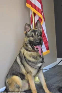 Read more about the article Community Outrage After Police K9 Dies in Hot Car Incident in Missouri