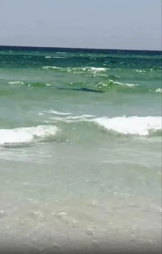 Shark Attacks in Walton County: Three Swimmers Injured in Separate Incidents