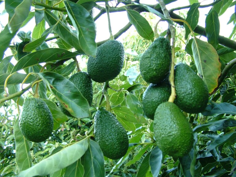U.S. Halts Avocado Shipments from Mexico Amid Safety Concerns for Inspectors