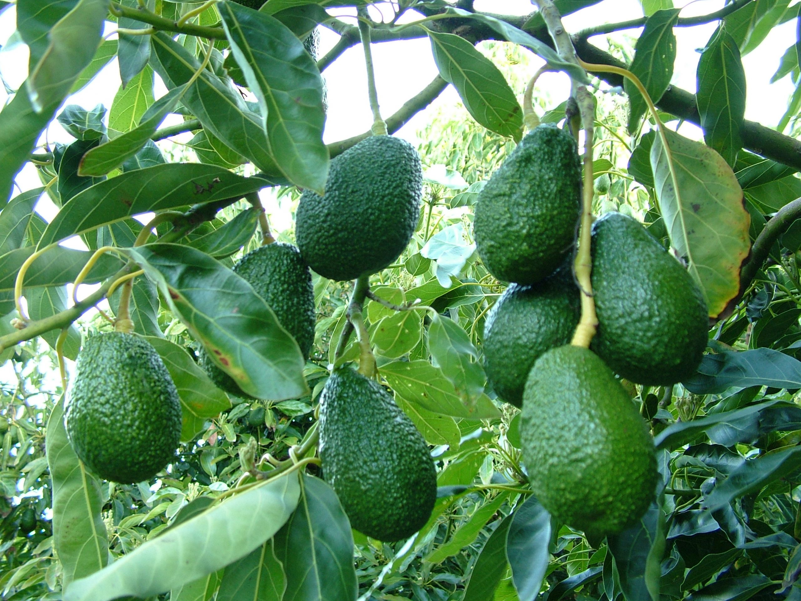 U.S. Halts Avocado Shipments from Mexico Amid Safety Concerns for Inspectors