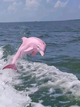 Read more about the article Viral Photos of Pink Dolphin in North Carolina Spark Controversy and Speculation