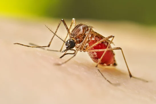 Read more about the article U.S. Health Officials Warn of Increasing Dengue Cases Amid Global Surge