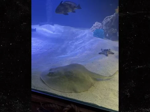 Read more about the article Charlotte the Stingray Passes Away
