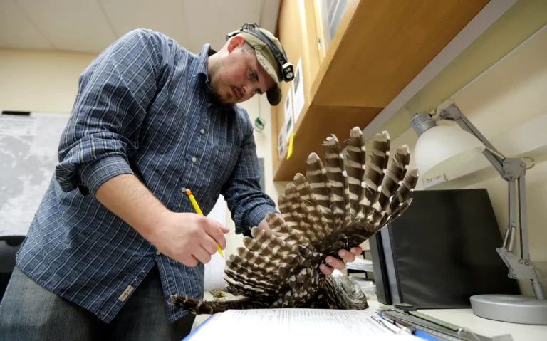 Controversial Plan to Save Spotted Owls Involves Killing Barred Owls on the West Coast