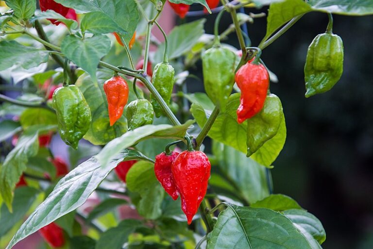 The Ghost Pepper: A Fiery Marvel in the World of Spices