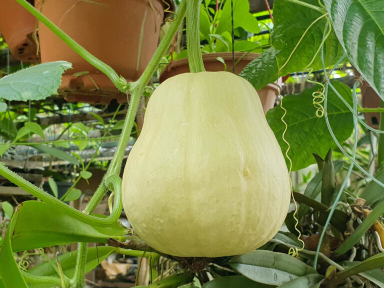 Gourd: A Versatile Plant with a Rich History and Many Uses