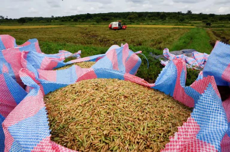 Ivory Coast's New Rice Variety Promises Self-Sufficiency and Economic Boost